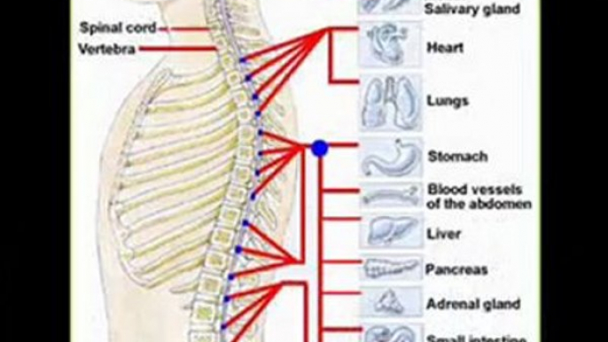 Chiropractor Colorado Springs