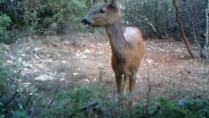 Chevreuil femelle de jour - Piège vidéo et photo - ScoutGuard DTC 550