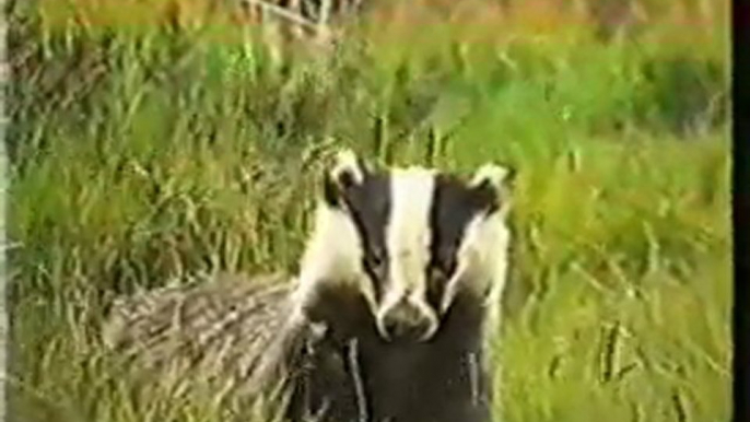 Irish Wildlife - Badgers