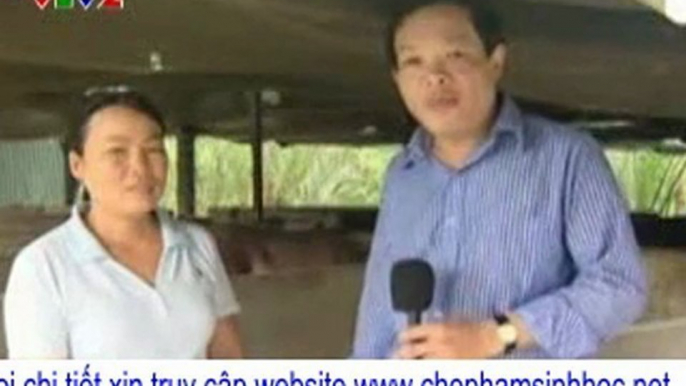 làm thế nào nuôi heo mà xuất chuồng sớm được nửa tháng?