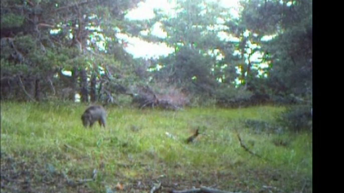 Petit sanglier de jour - Bushnell Trophy Cam ref. 119435