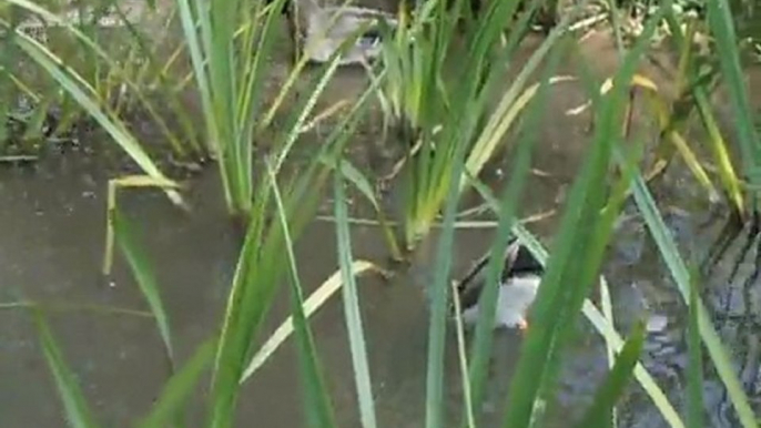 canards cols verts et mignons