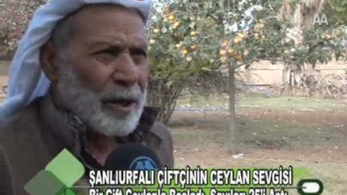 ŞANLIURFALI ÇİFTÇİNİN CEYLAN SEVGİSİ 23.11.2011