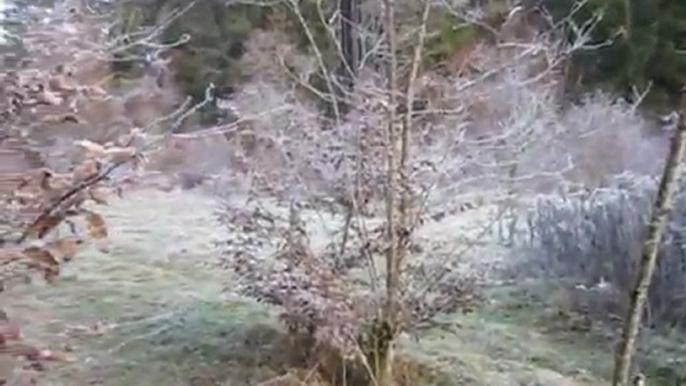 CHASSE EN  MEUTE DES TECKELS  POIL DUR  DU BOIS D'IVRES  SUR  SANGLIERS .