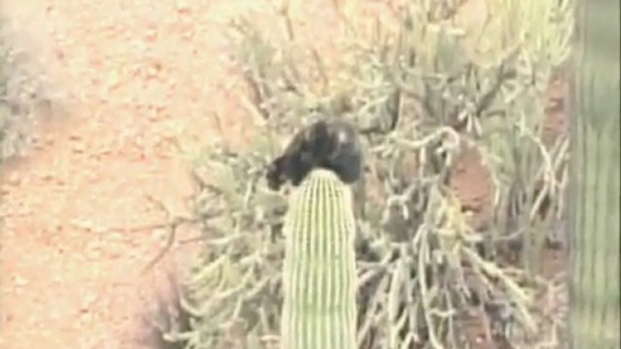 Cat gets stuck on cactus for three days!