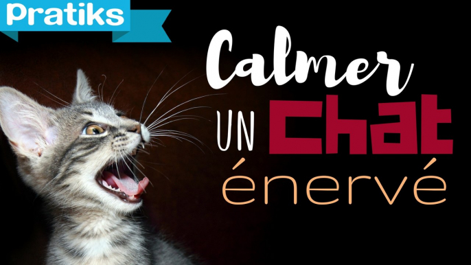 Conseils véto - Comment calmer un chat énervé ?