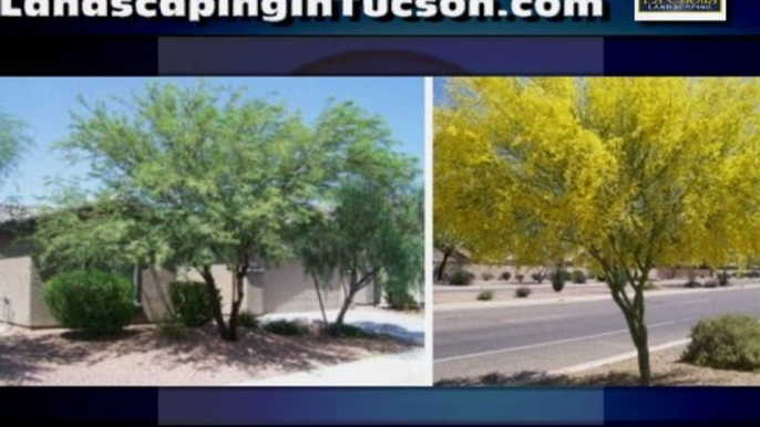 Landscaper Tucson AZ La Cholla Landscaping