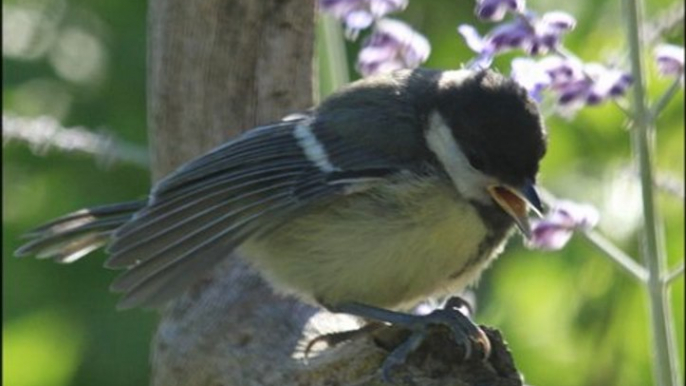 Mésange charbonnière