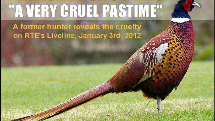 The cruelty of pheasant shooting