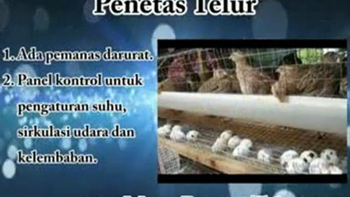 Penetas Telur | Agen Penetas Telur Terbesar Se Indonesia !
