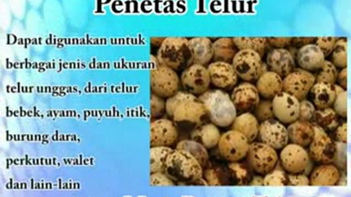 Penetas Telur | Toko Penetas Telur Terbesar Se Indonesia !