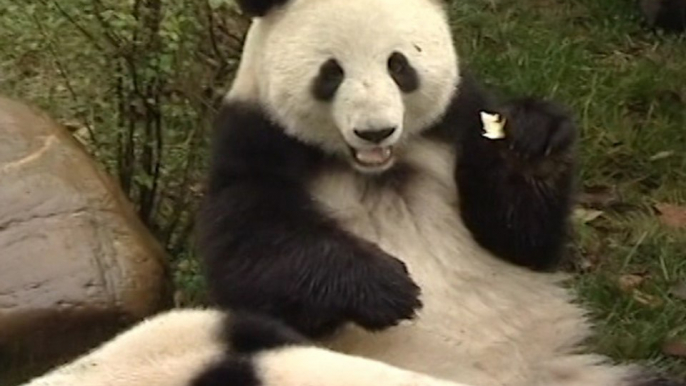 Yao Ming Releases Pandas into Sichuan Reserve