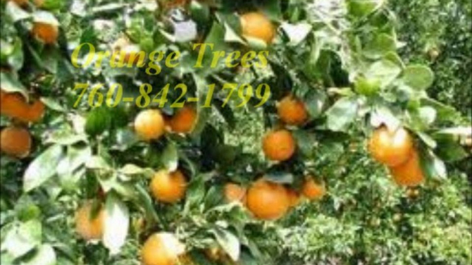 Corona and Eastvale Citrus and Fruit Trees / 760-842-1799 / Avocado Trees Corona and Eastvale