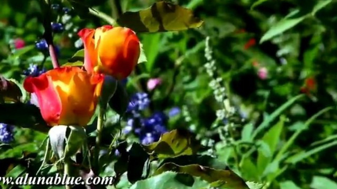 Nature Stock Video - Blooms 03 clip 01 Stock Footage