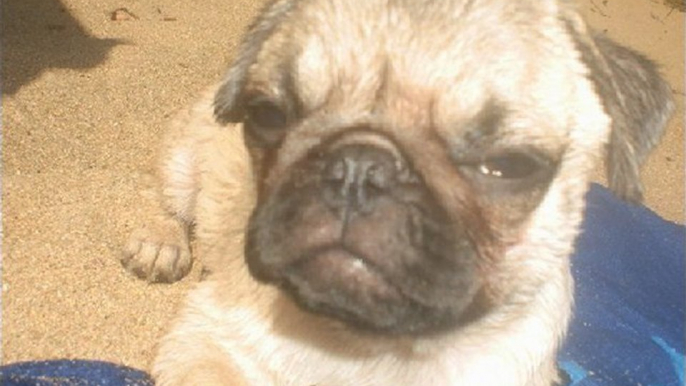 Pug puppy /Chiot Carlin photo de ses 1 mois a ses 5 mois