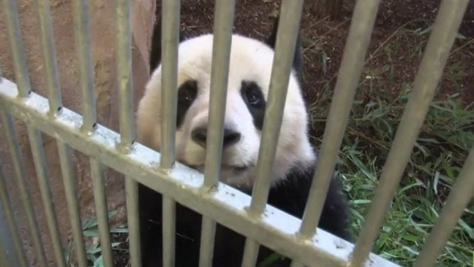 Les pandas, un trésor symbolique des espèces menacées