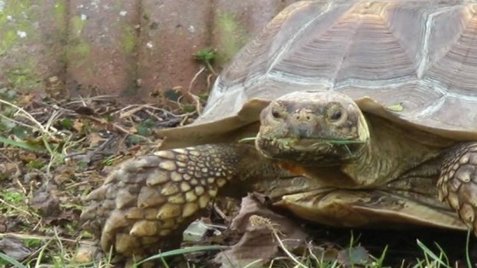 Sulcata le 18 02 2012