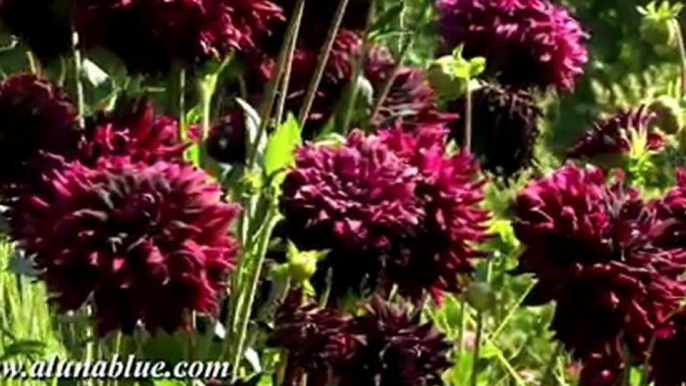 Nature Stock Video - Video Backgrounds - Blooms 05 clip 01