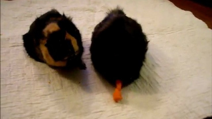 Our two guinea pigs, Melody & Harmony, having a tug-of-war with a carrot