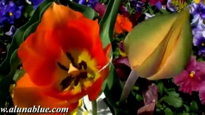 HD Stock Video - Video Backgrounds - Blooms 06 clip 01