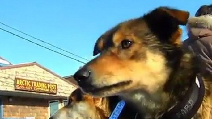 Iditarod 2012-Berington-Twins-Arrive-In-Nome-Together-Forum Chiens de traineau.