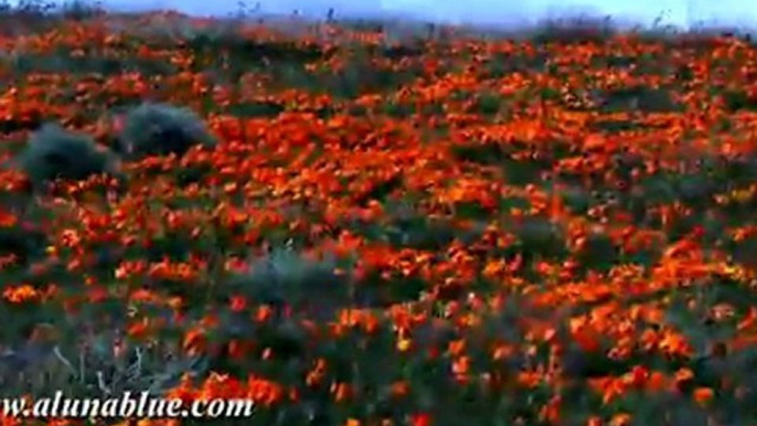 HD Stock Video - Desert Blooms 01 clip 01 - Nature Stock Footage