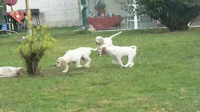 Photos des chiots d'Elfy de l'aile rousse et d'Ussan du mas d'eyraud