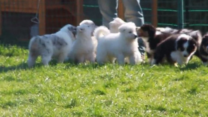 Bébés Djune/Kiss 7 semaines rencontre berger blanc suisse