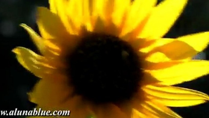 HD Stock Video - Blooms 03 clip 03 - Nature Video Backgrounds