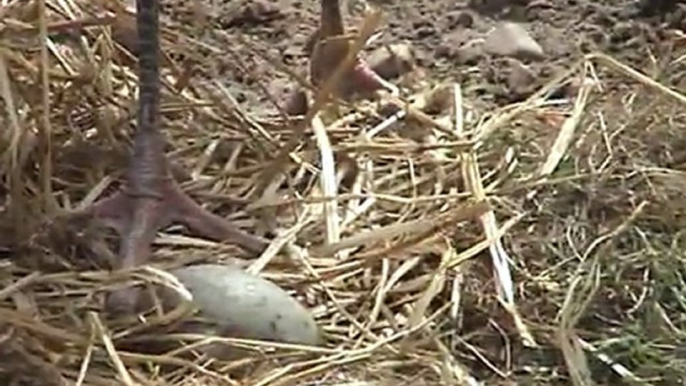 Natural incubation  off the Siberian Crane by Harry Geurts  Europeancranefoundation- c2012 Belgium