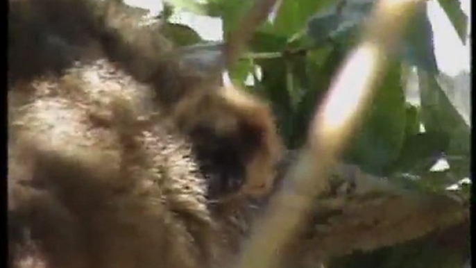 Nace la primera cría de lémur frentirrojo en Bioparc Valencia (marzo 2012)