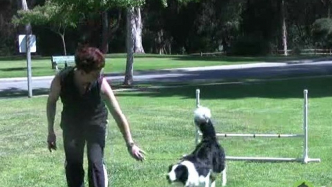 Dog Agility - Training your Dog to Stay at the Start Line