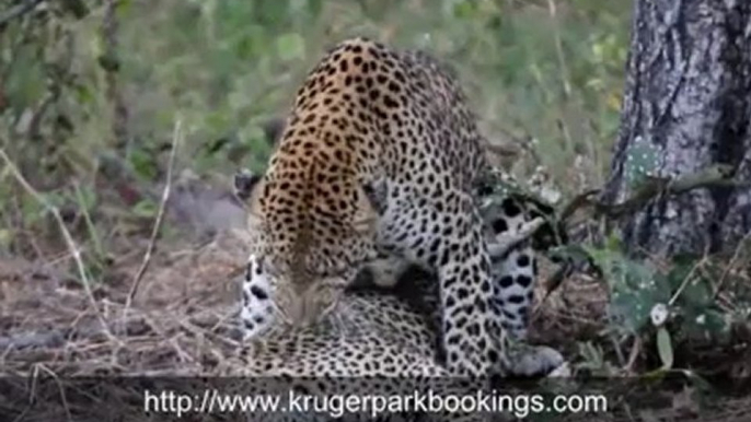 Kruger National Park - Kruger Park Lodges - Sanparks
