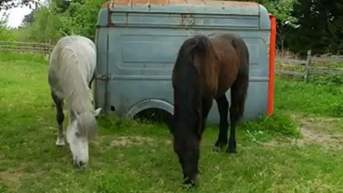 les deux copains .