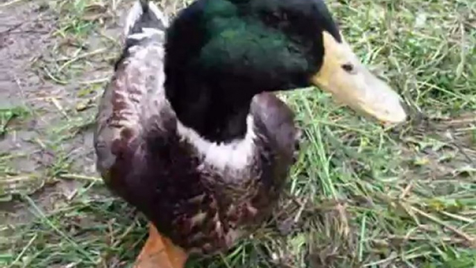 Actualités du 2 Mai : Petite vidéo, ration du soir des poules, du canard et de mon bouc.