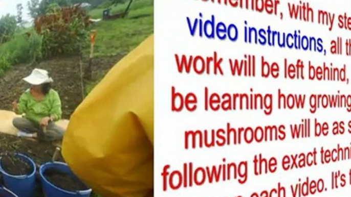 growing mushrooms kits - home growing mushrooms - magic mushroom kits