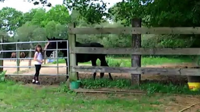 chevaux de franck