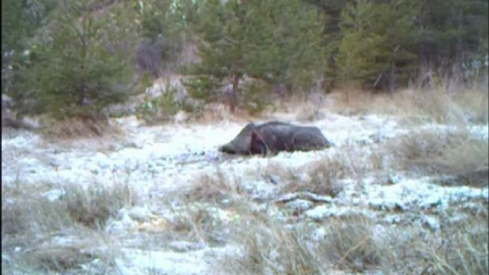 Sanglier à la souille sous la neige - Bushnell Trophy Cam