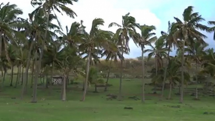 RAPA NUI- Ile de Pâques: Entre nature et mer: Moai et vaches!