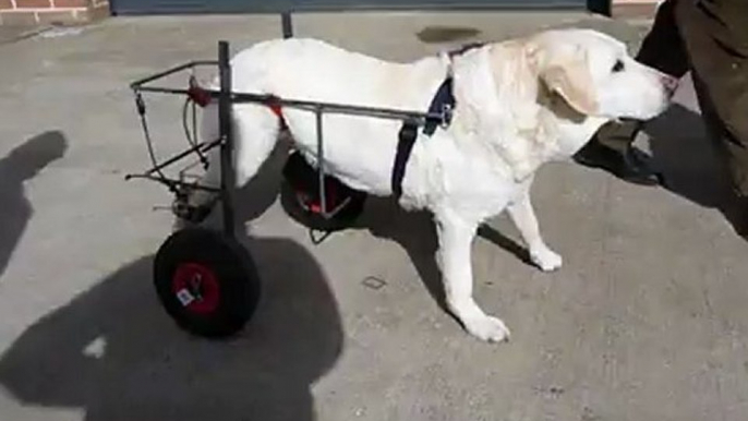 chaise roulante pour kelly un labrador handicapé