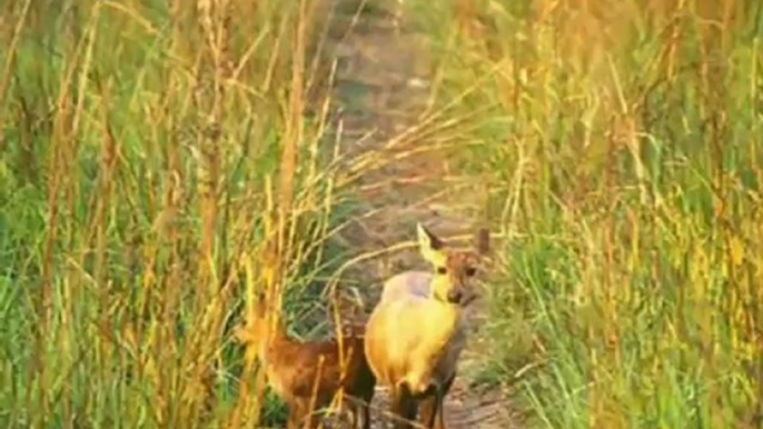 Jim Corbett National Park Tour to Corbett Tiger Reserve