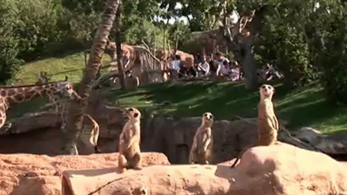 "Cara a cara con los animales salvajes" (Spot Bioparc Valencia - junio 2012)