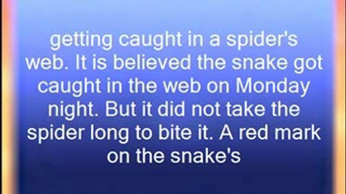 Spiders eating a snakes