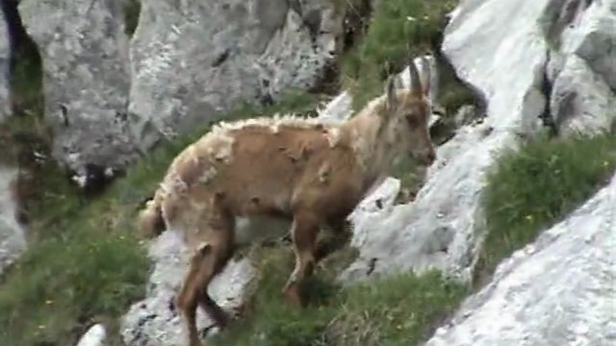 La dent d'Oche, ces environs et les animaux