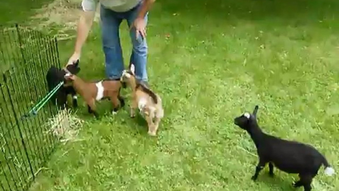 Buttermilk Sky, le chevreau joue avec ses amis chèvres