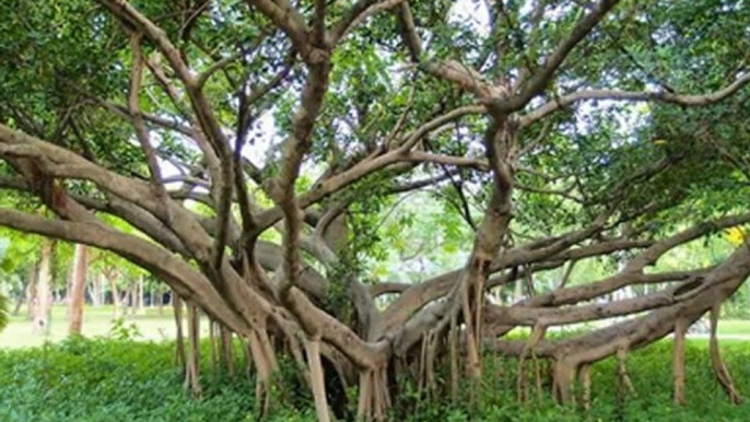 大安森林公園 阿勃勒開花