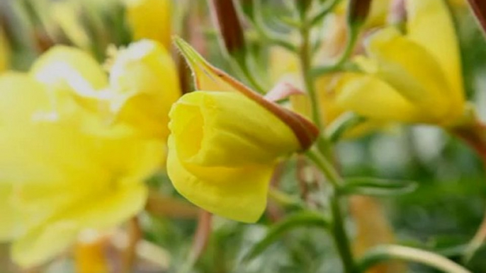 Epanouissement d'une fleur d'onagre