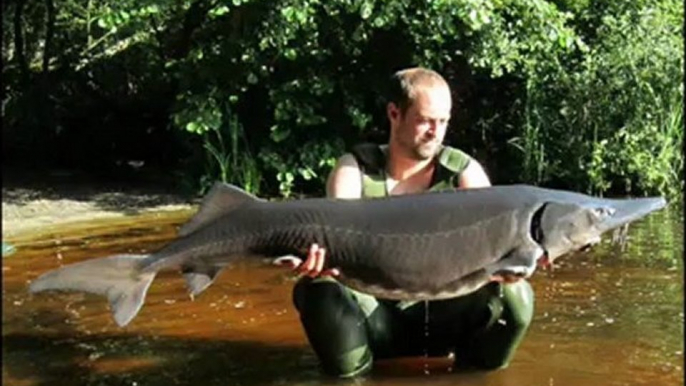 Peche a la carpe 2012, avec a la clef un Esturgeon Transmontanus de 49Kg et une carpe Koï et deux + de 20Kg