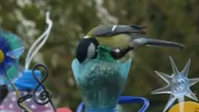 mésanges bleue et charbonnière avec la Rigolotte "FRANCOIS" Photographe aveugle