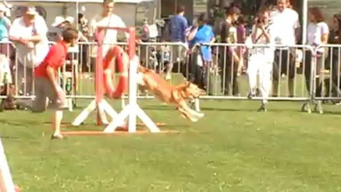 finale trophee 1ere manche agility